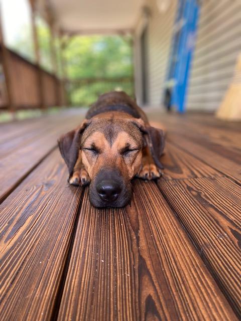 Zephyr - Foster or Adopter Needed in Maine, Adoptable, Adult Male Black Mouth Cur.
