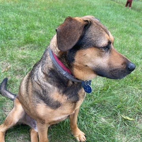 Enlarge Zephyr - Foster or Adopter Needed in Maine, a Adoptable mixed breed in Kennebunkport, ME image 3/3