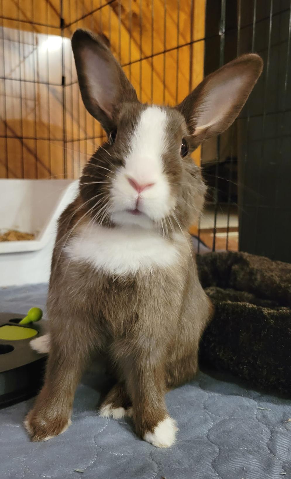 Enlarge Mileena, a Adopted Dutch in Oshkosh, WI image 2/3