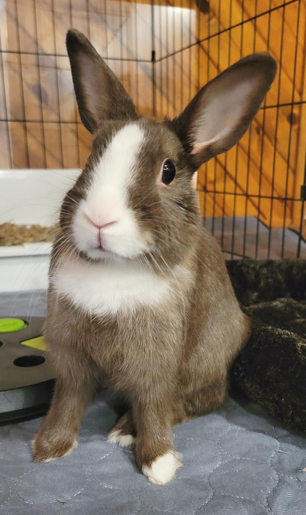 Enlarge Mileena, a Adopted Dutch in Oshkosh, WI image 1/3