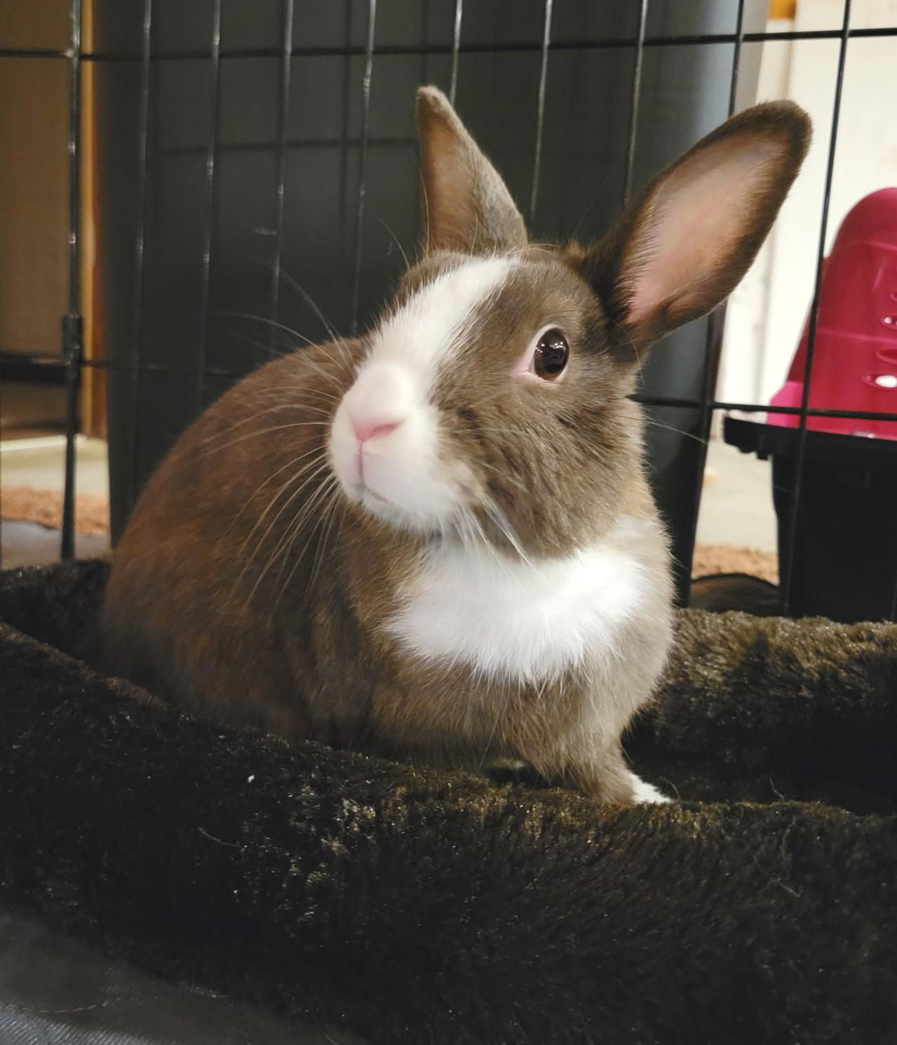 Enlarge Mileena, a Adopted Dutch in Oshkosh, WI image 3/3