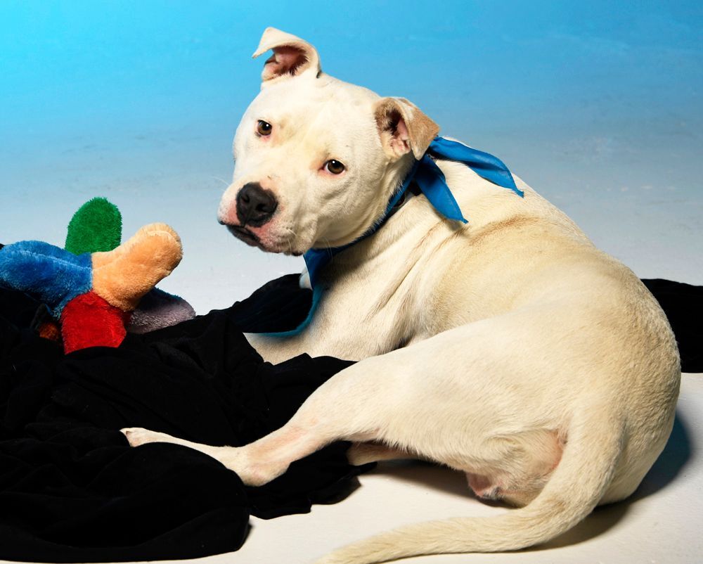 Banjo, Adoptable, Adult Male Pit Bull Terrier.