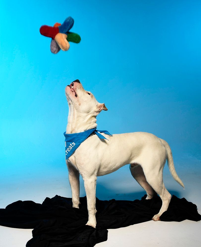 Banjo, a Adoptable mixed breed in Cookeville, TN image 4/12