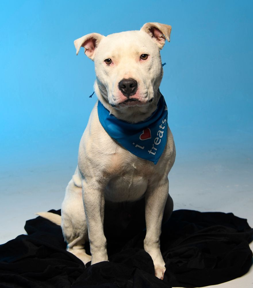 Banjo, a Adoptable mixed breed in Cookeville, TN image 5/12