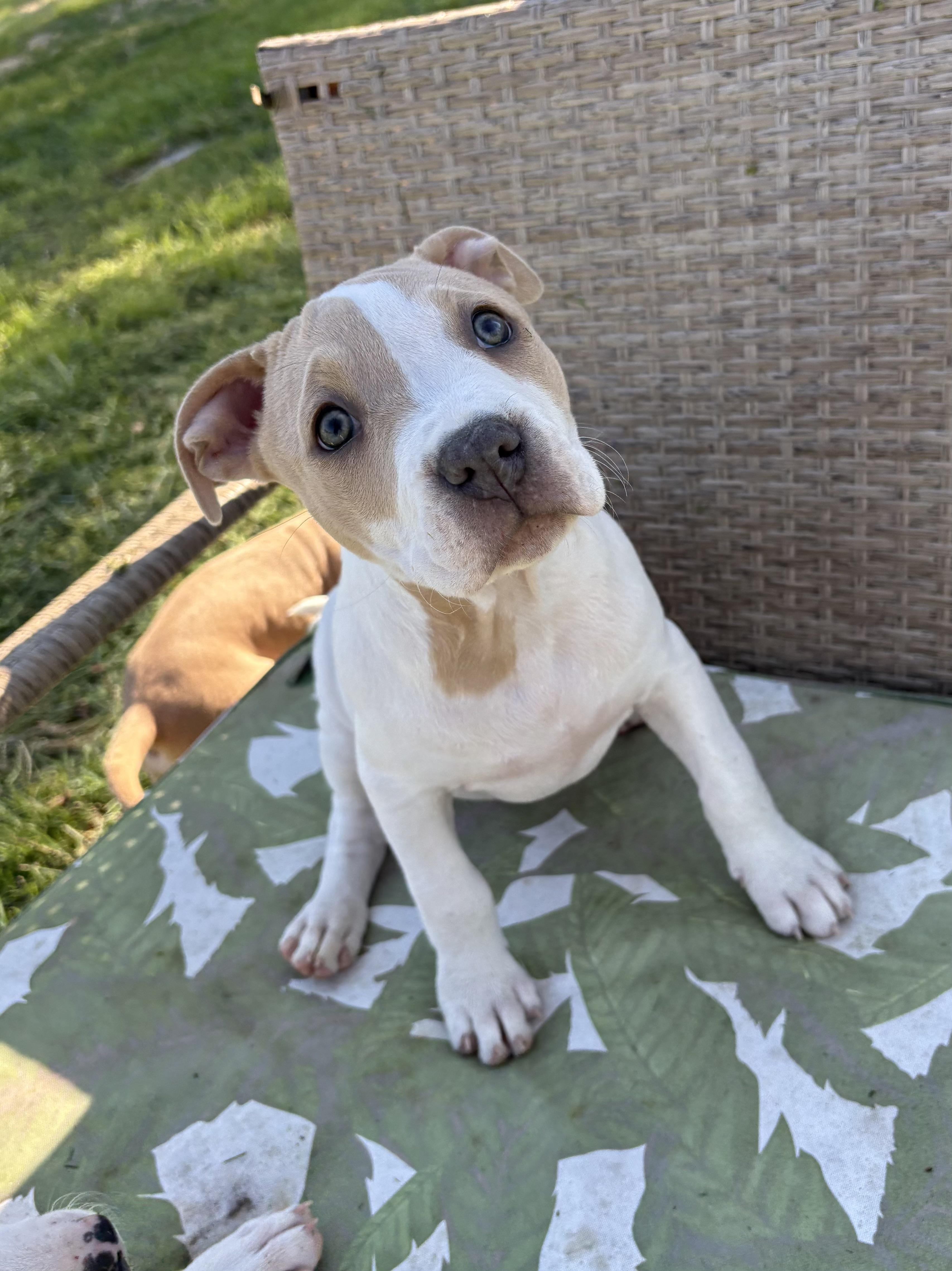 Enlarge Molly, an adoptable mixed breed in Charles Town, WV image 3/5