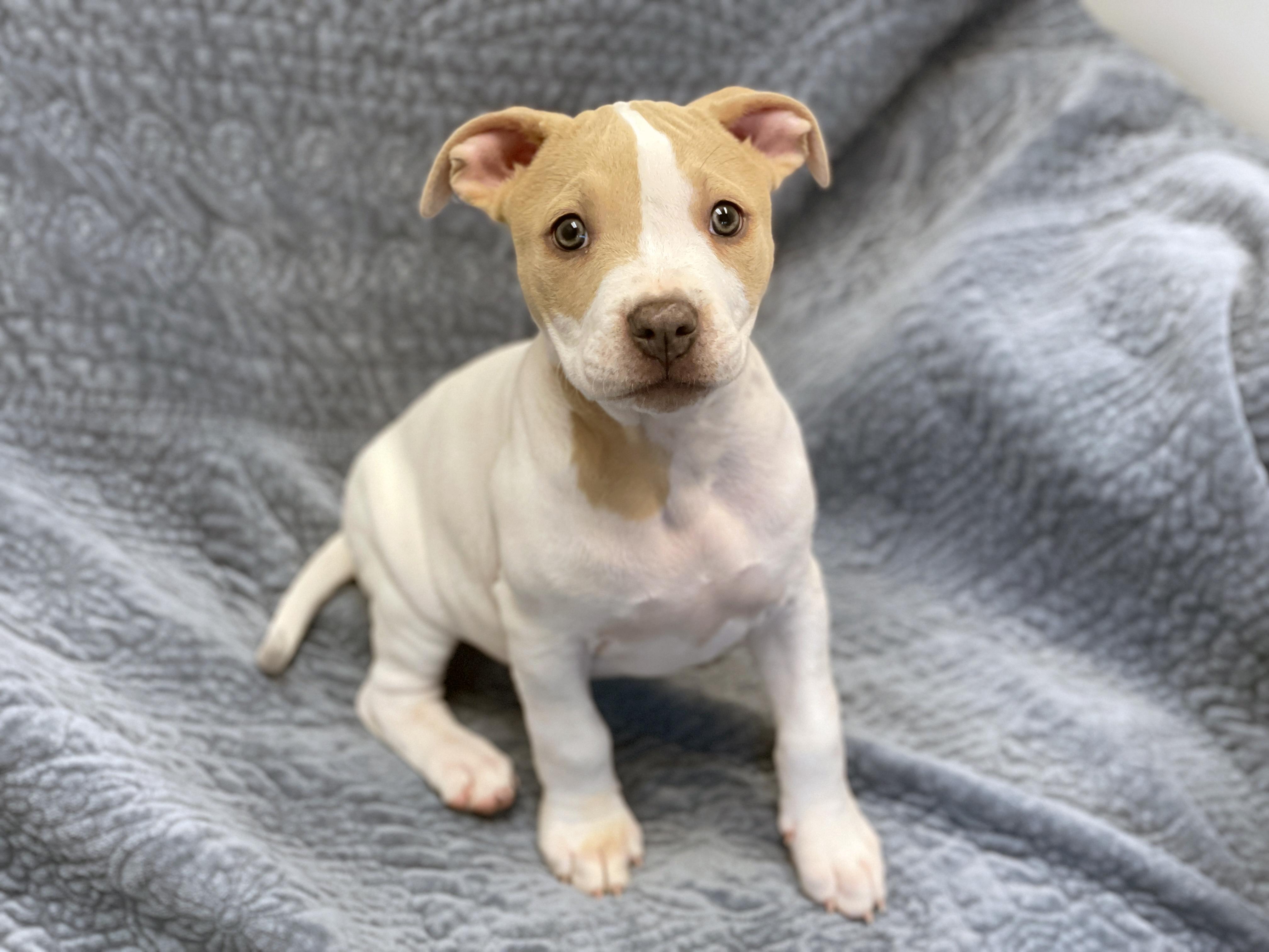 Enlarge Molly, an adoptable mixed breed in Charles Town, WV image 1/5