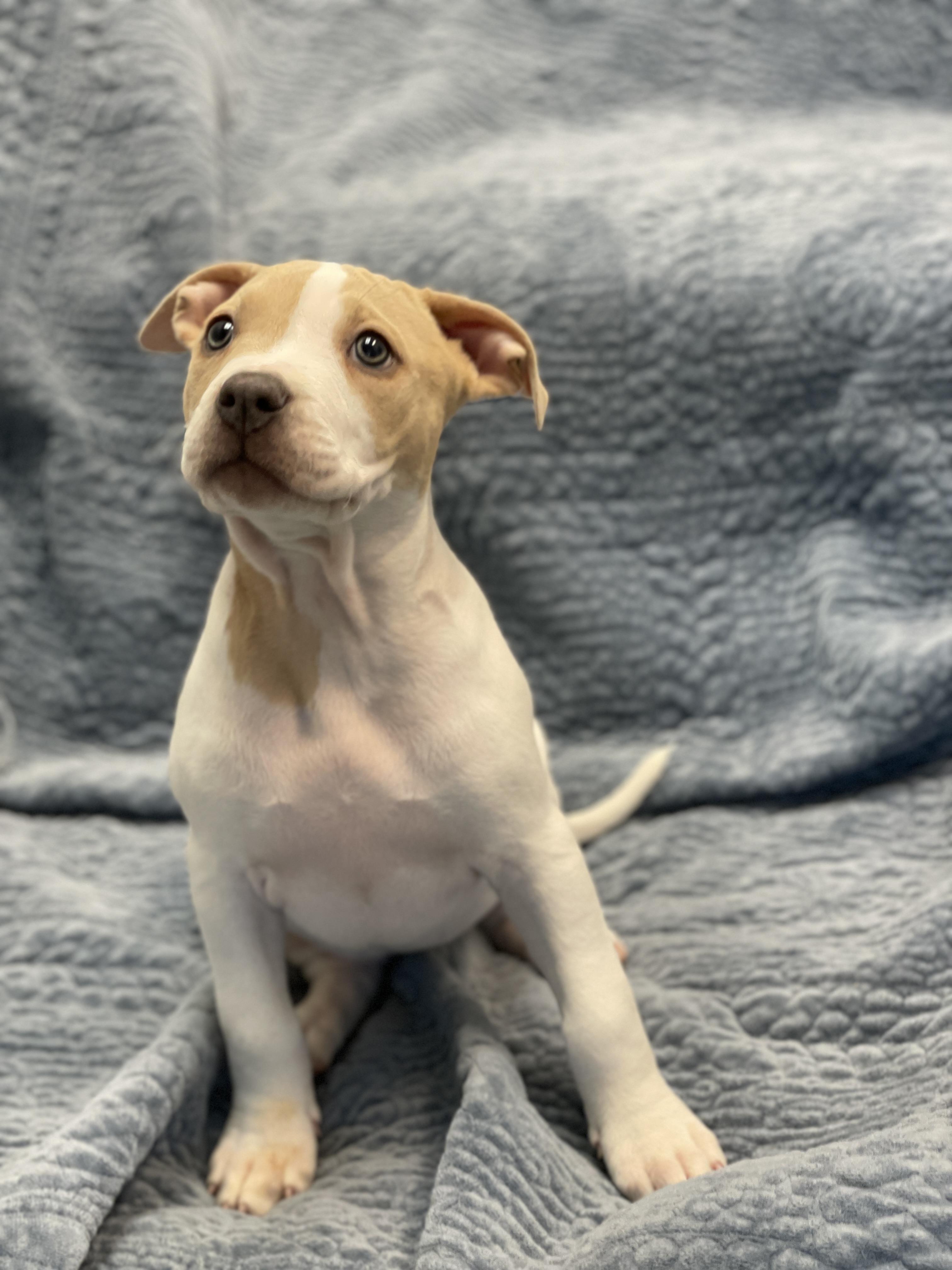 Enlarge Molly, an adoptable mixed breed in Charles Town, WV image 2/5