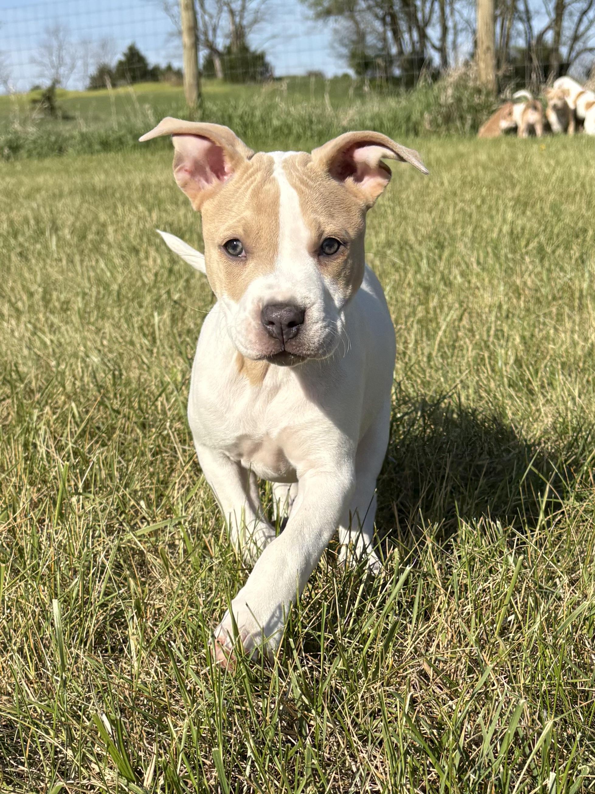Enlarge Molly, an adoptable mixed breed in Charles Town, WV image 4/5