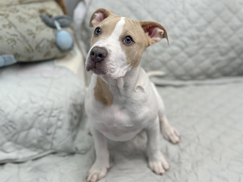 Molly, an adoptable mixed breed in Charles Town, WV image 2/6