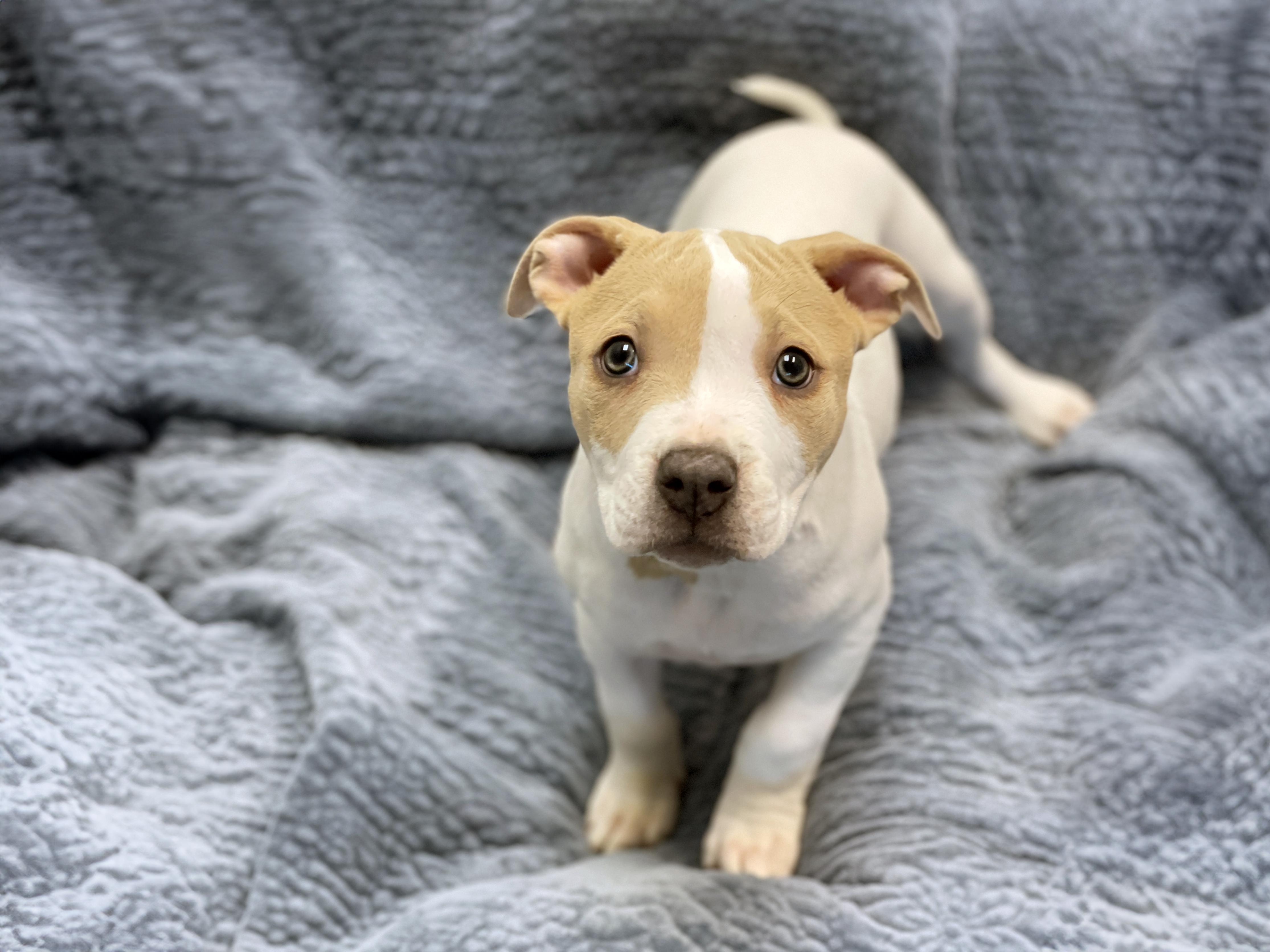 Enlarge Molly, an adoptable mixed breed in Charles Town, WV image 5/5