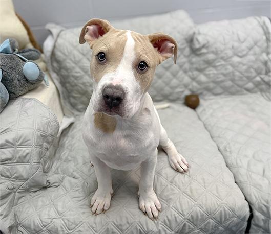Molly, an adoptable mixed breed in Charles Town, WV image 1/6