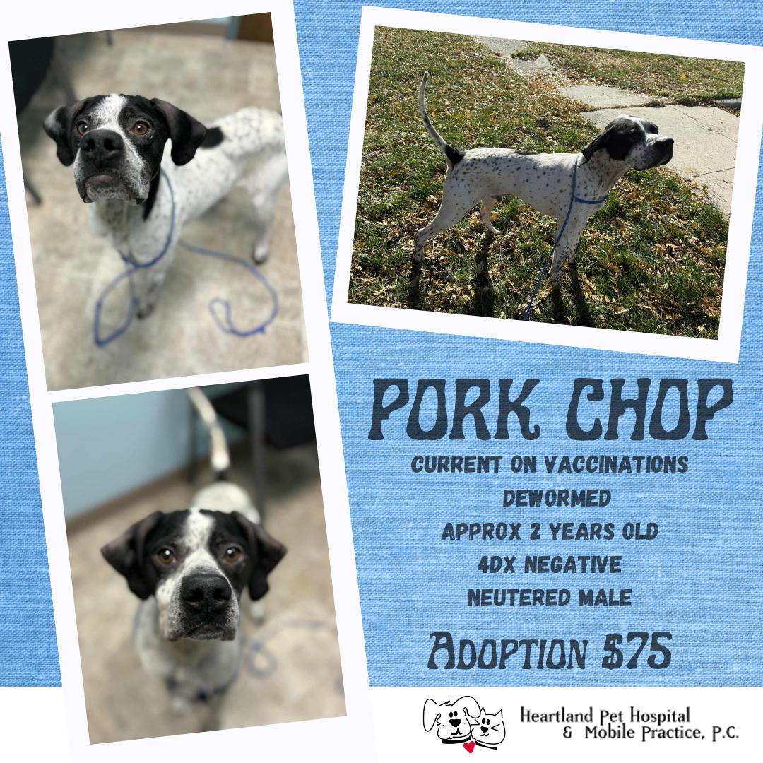 Enlarge Pork Chop, a Adopted Pointer in Story City, IA image 4/4