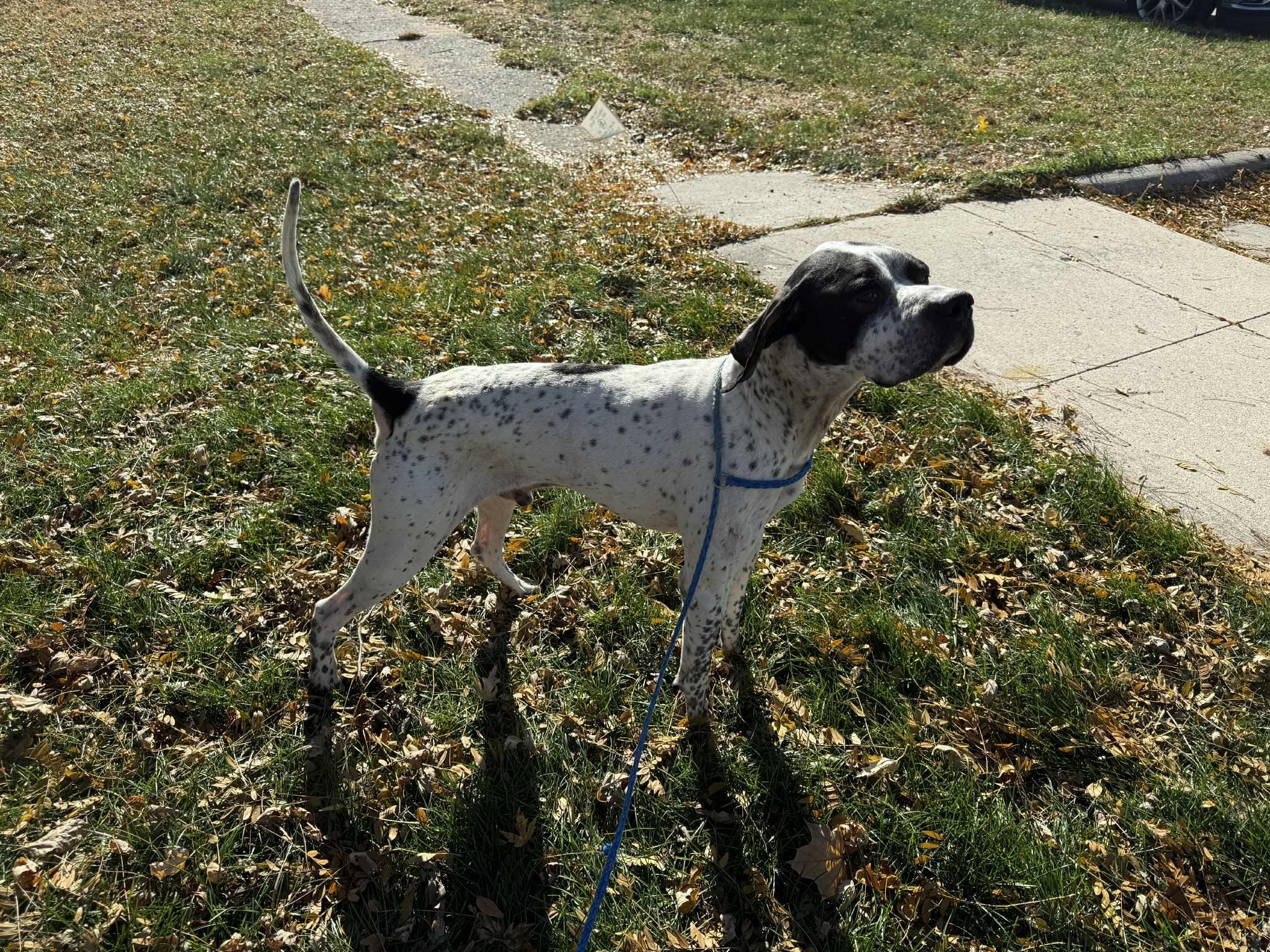 Enlarge Pork Chop, a Adopted Pointer in Story City, IA image 2/4