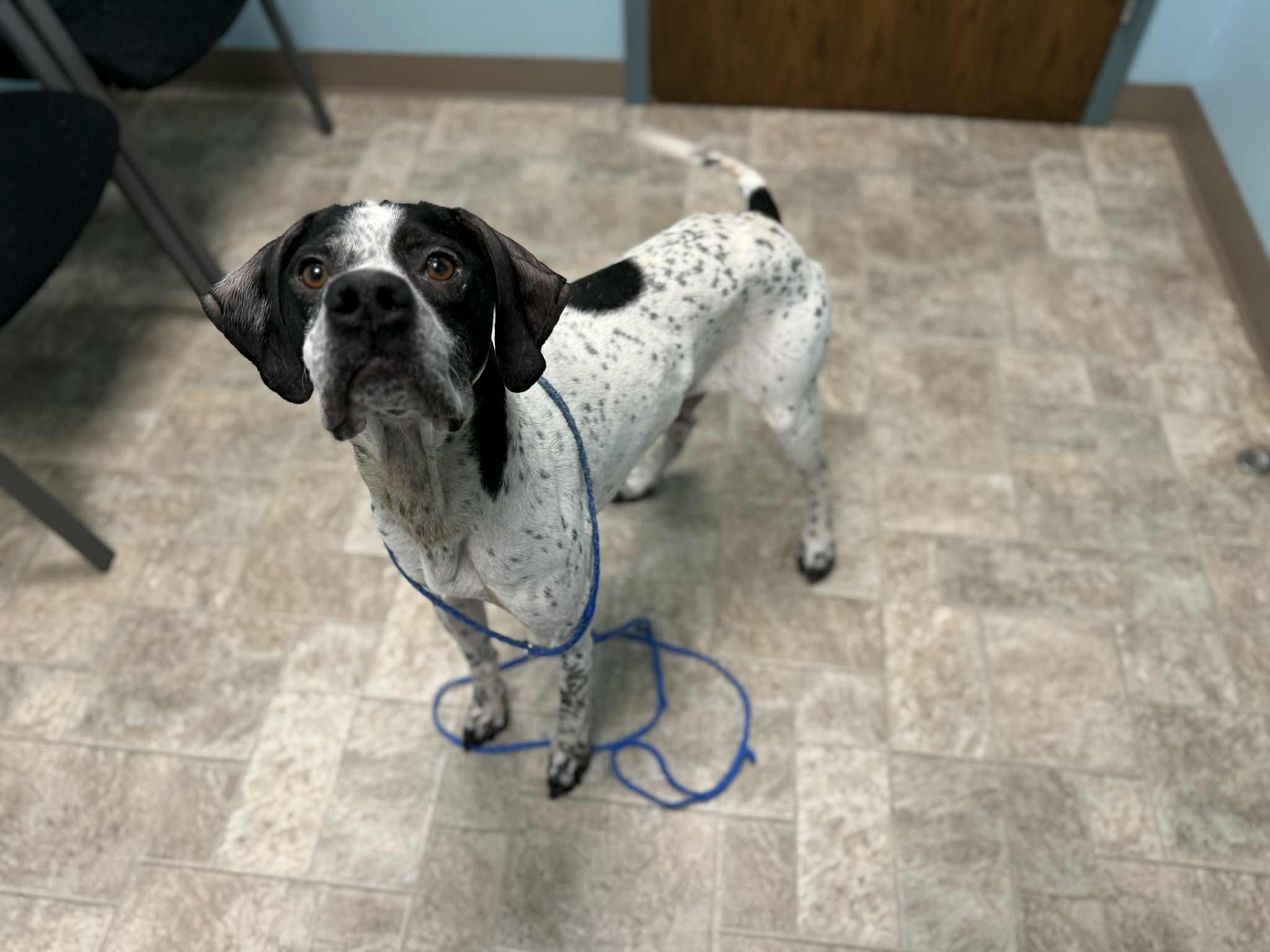 Enlarge Pork Chop, a Adopted Pointer in Story City, IA image 3/4