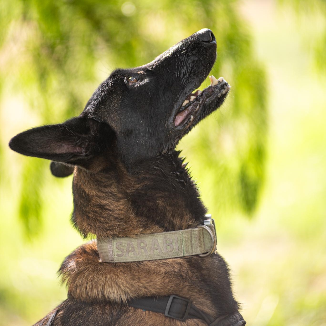 Enlarge Sarabi, a Adopted Belgian Shepherd / Malinois in Mason, TX image 3/6