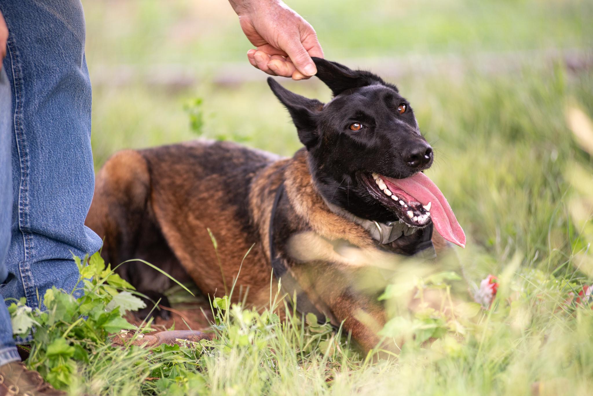 Enlarge Sarabi, a Adopted Belgian Shepherd / Malinois in Mason, TX image 4/6
