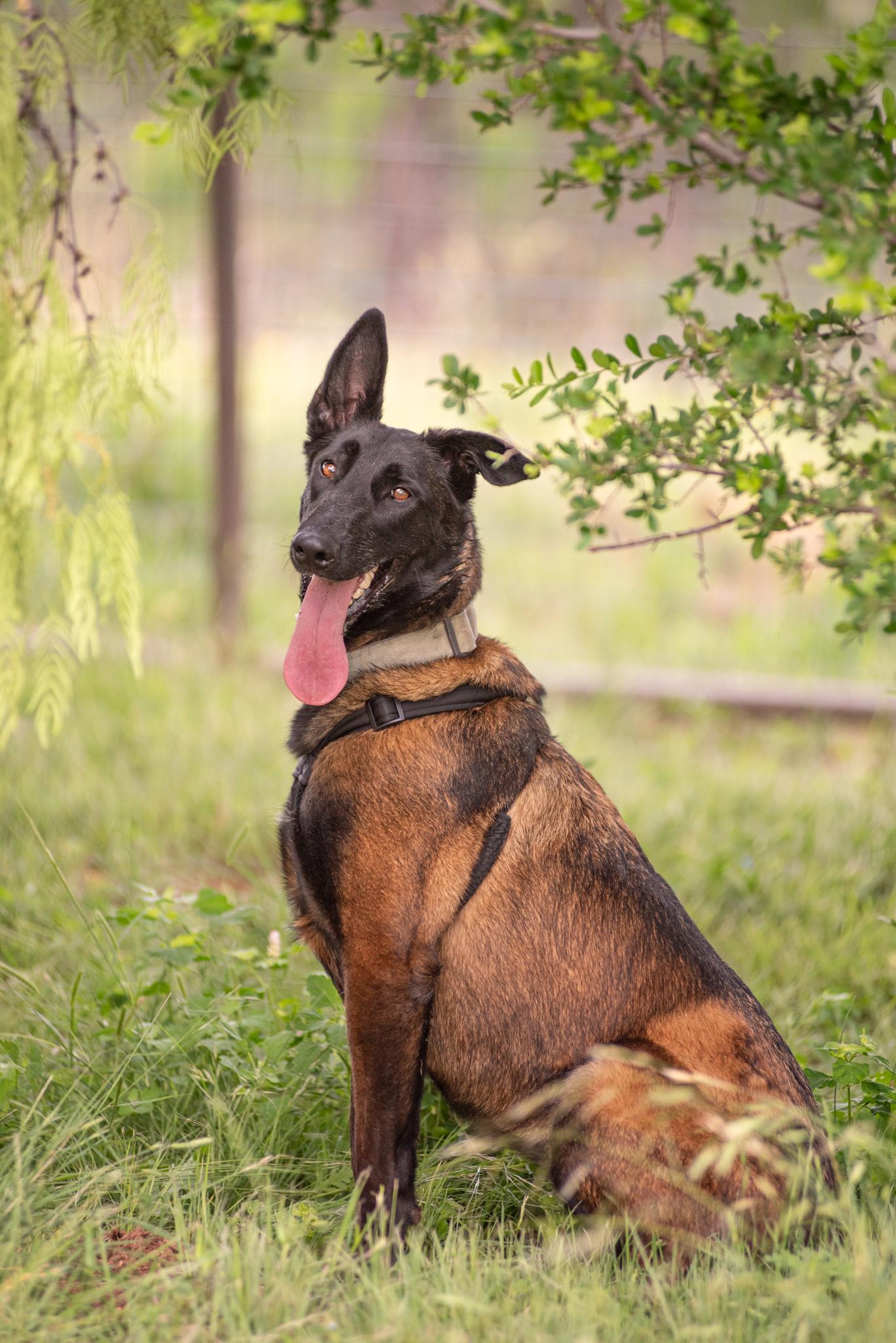Enlarge Sarabi, a Adopted Belgian Shepherd / Malinois in Mason, TX image 5/6