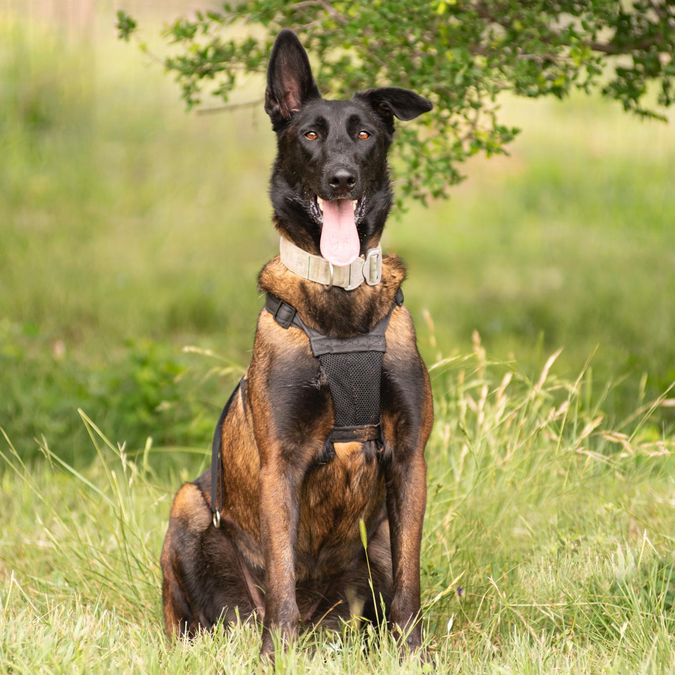 Enlarge Sarabi, a Adopted Belgian Shepherd / Malinois in Mason, TX image 1/6
