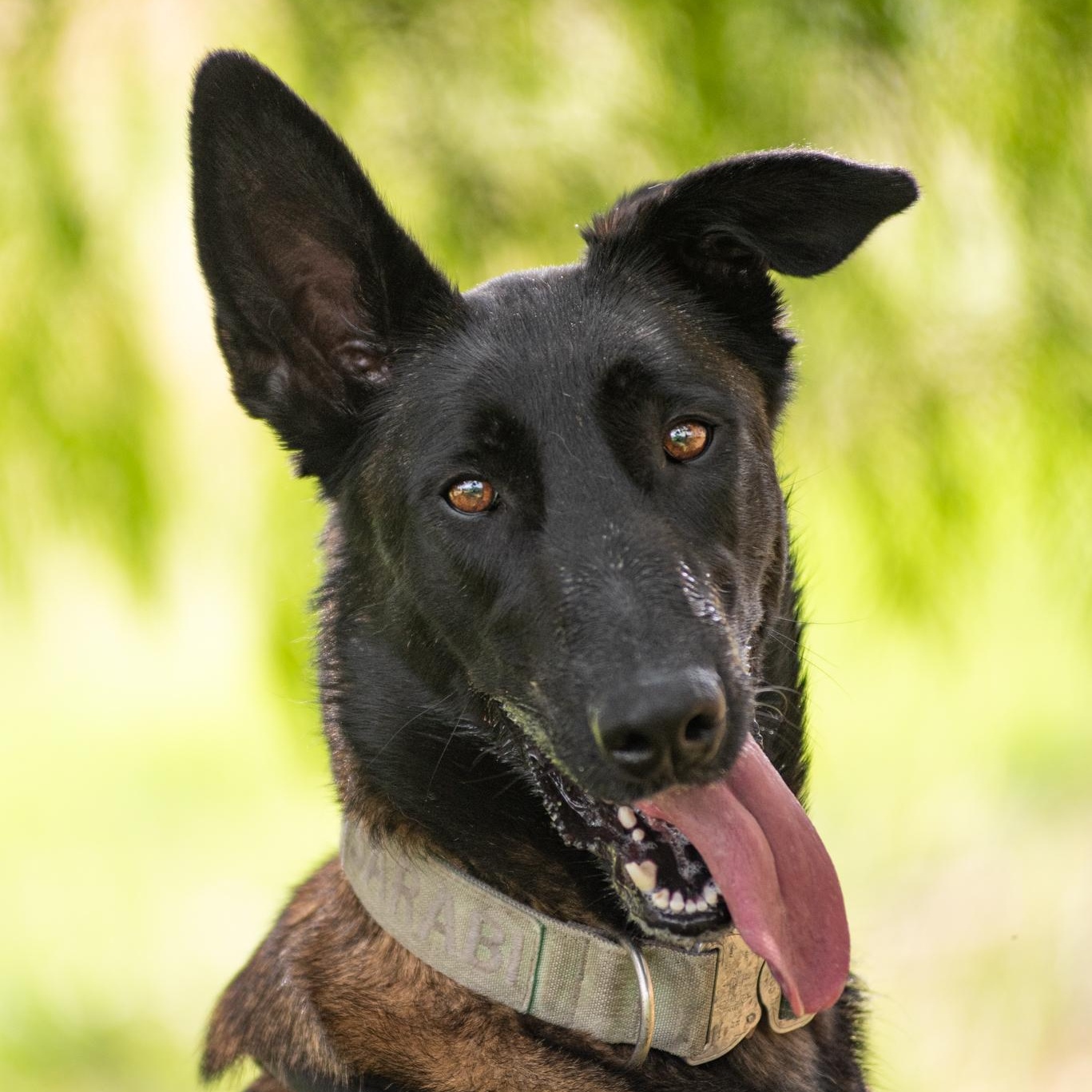 Enlarge Sarabi, a Adopted Belgian Shepherd / Malinois in Mason, TX image 2/6