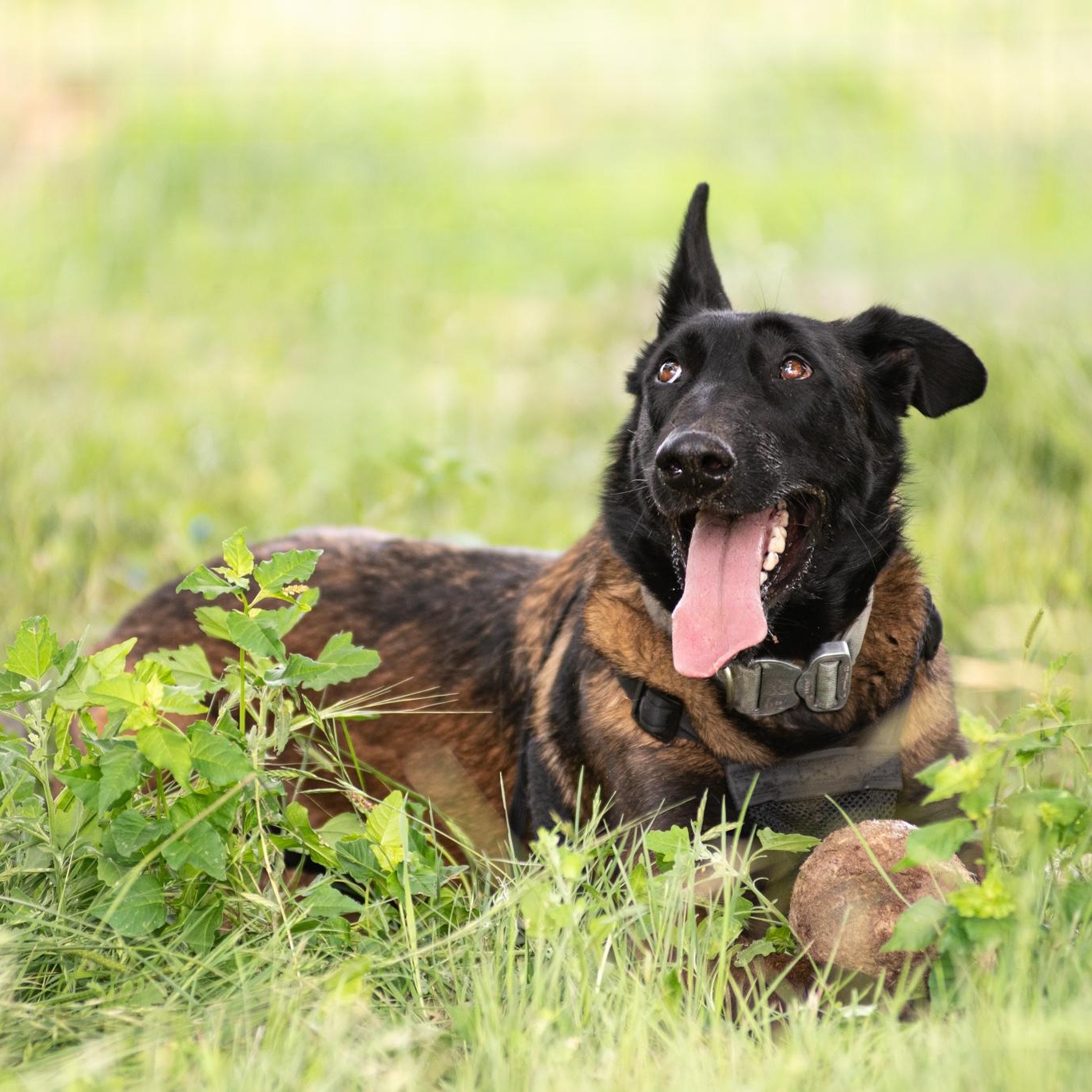Enlarge Sarabi, a Adopted Belgian Shepherd / Malinois in Mason, TX image 6/6
