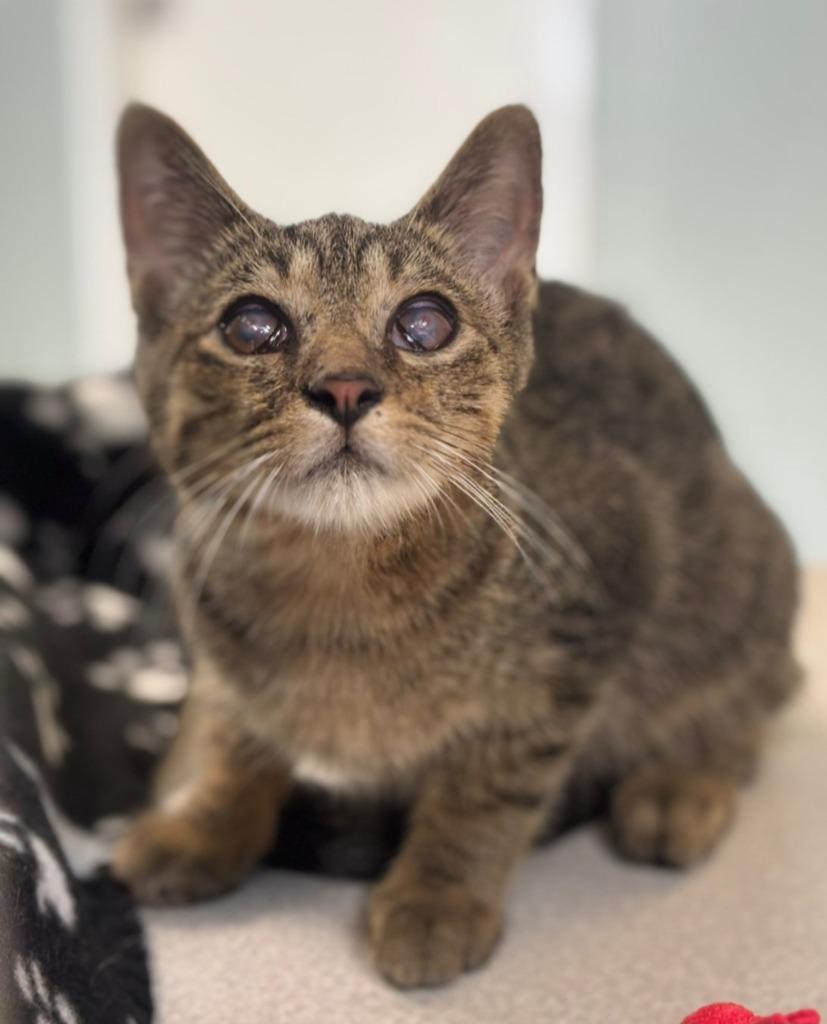 Xylophone, Adoptable, Kitten Male Domestic Short Hair.