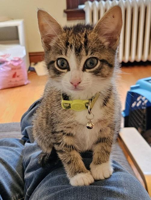 Cerulean Sea: Phee, a Adoptable mixed breed in Warren, CT image 2/6