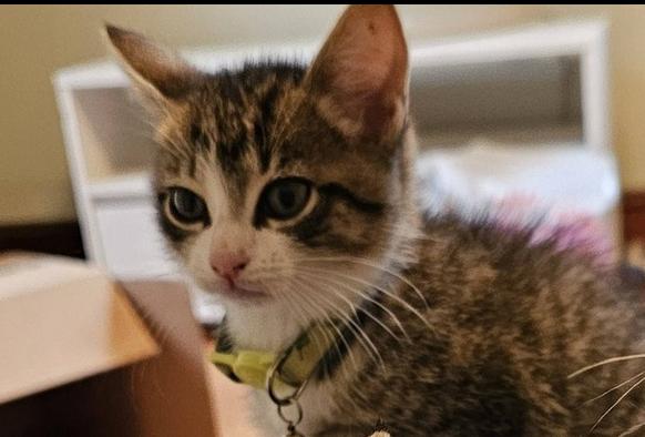 Cerulean Sea: Phee, a Adoptable mixed breed in Warren, CT image 3/6