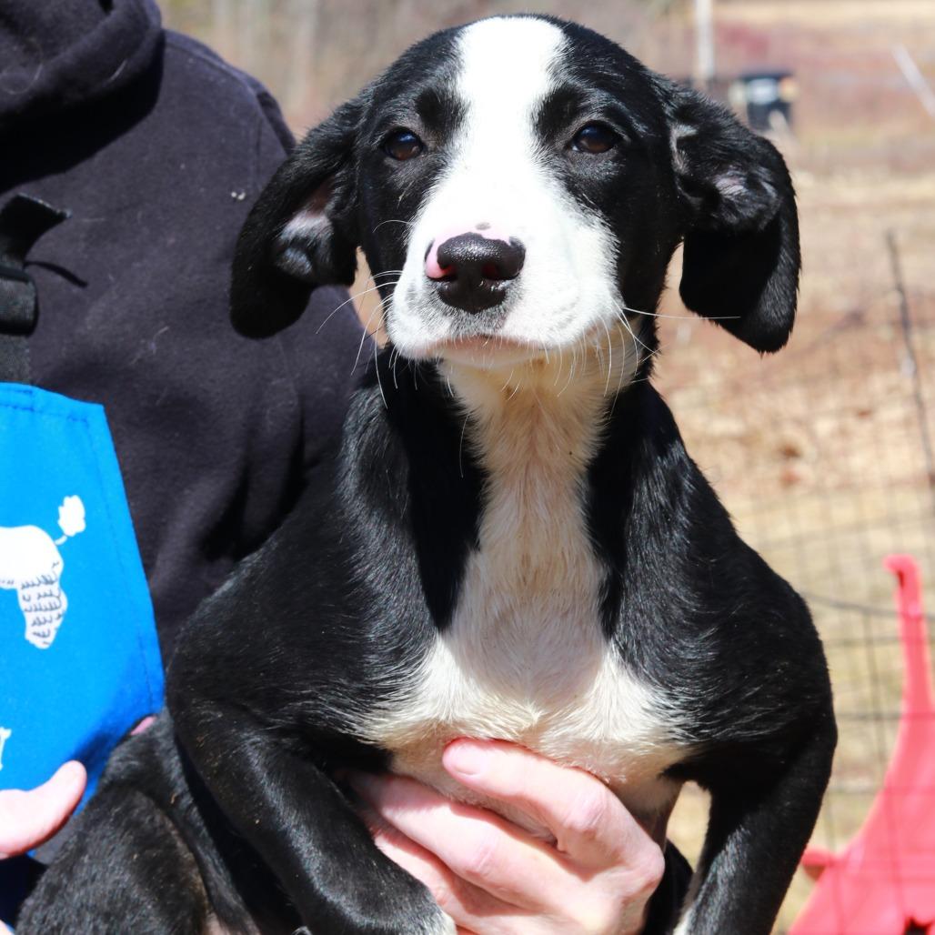 CT Bunny, Adoptable, Puppy Female Labrador Retriever & Mixed Breed.