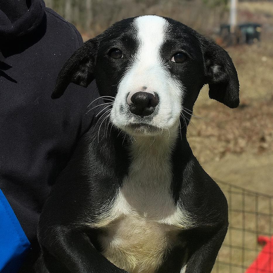 Enlarge CT Bunny, a Adoptable mixed breed in Stormville, NY image 4/5