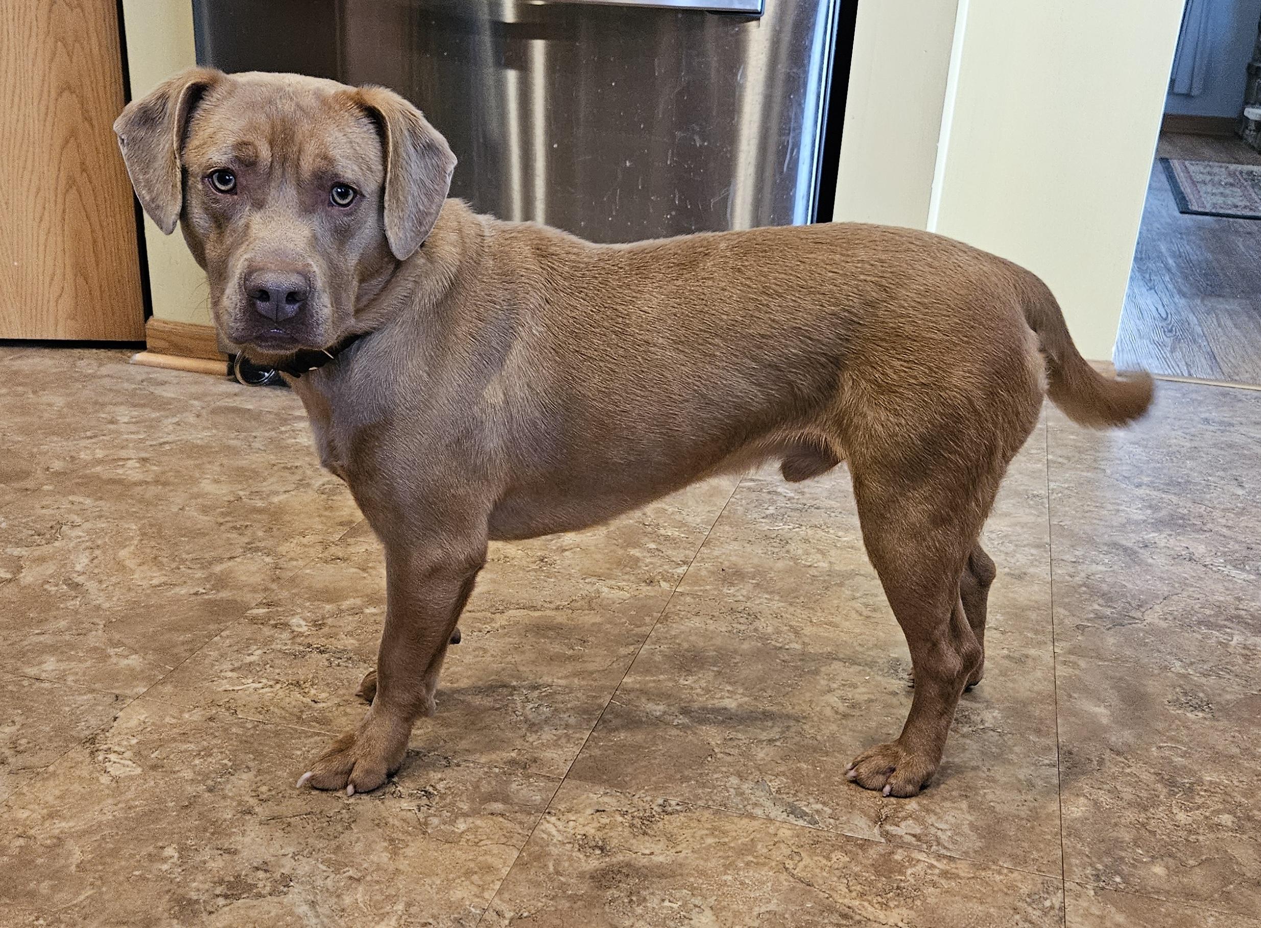 Brody, ADOPTABLE, Adult Male Terrier.