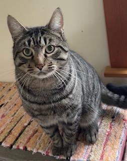 Bobcat Jones, ADOPTABLE, Adult Male Tabby.