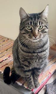 Bobcat Jones, ADOPTABLE, Adult Male Tabby.