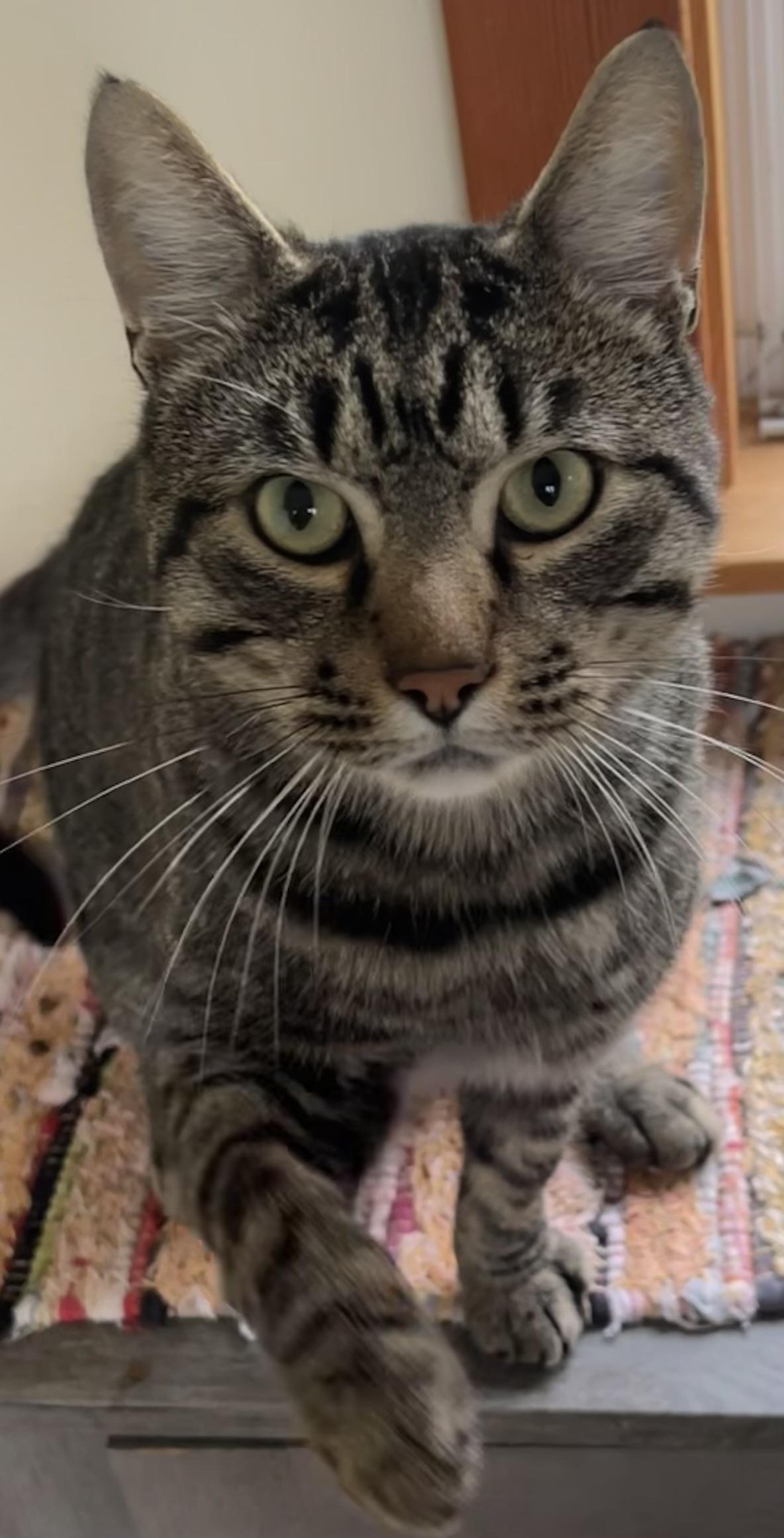 Bobcat Jones, a ADOPTABLE mixed breed in Bow, WA image 3/4