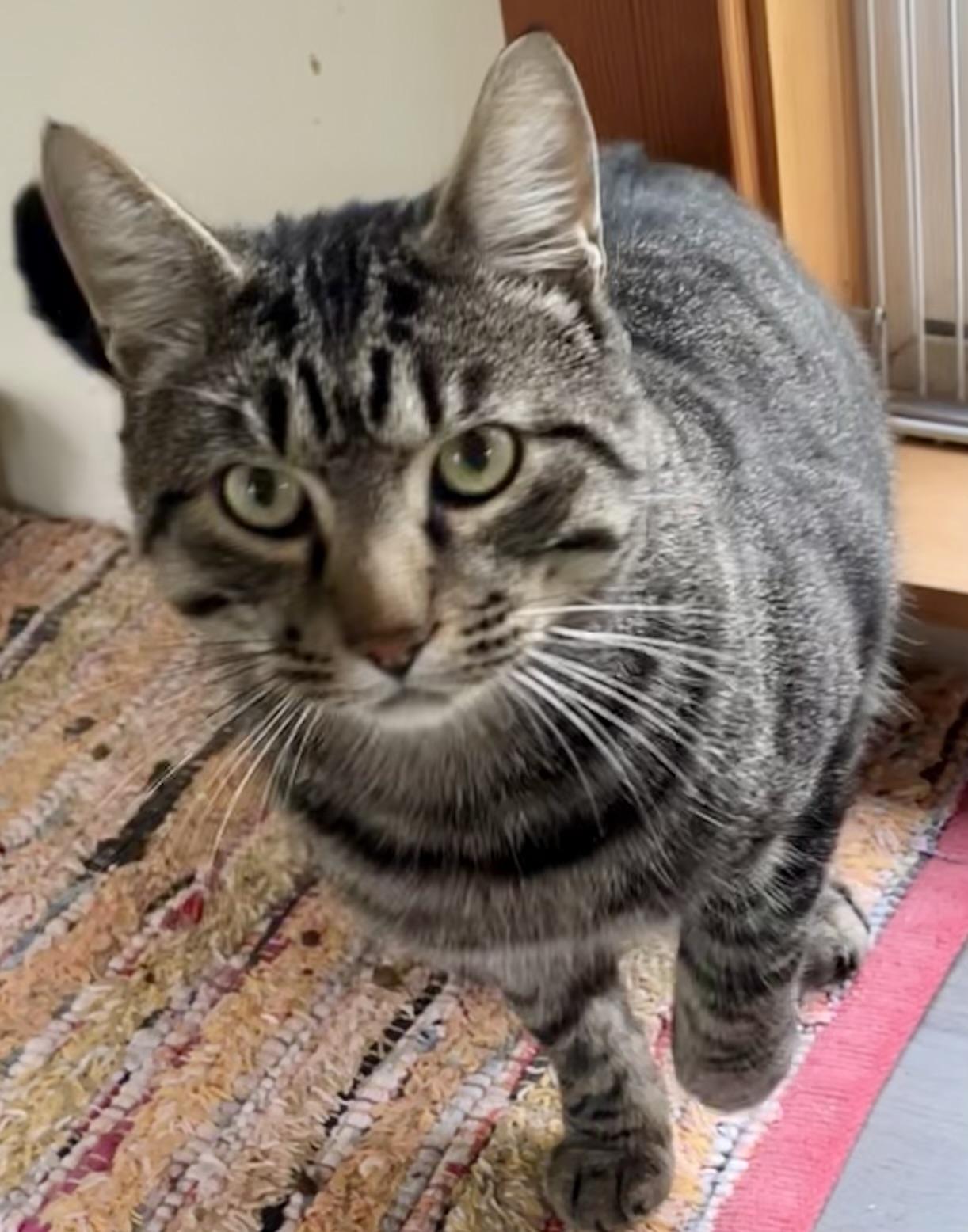 Bobcat Jones, a ADOPTABLE mixed breed in Bow, WA image 4/4