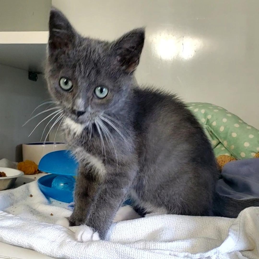 Enlarge Earl, an adopted Domestic Short Hair in Hutchinson, MN image 3/3