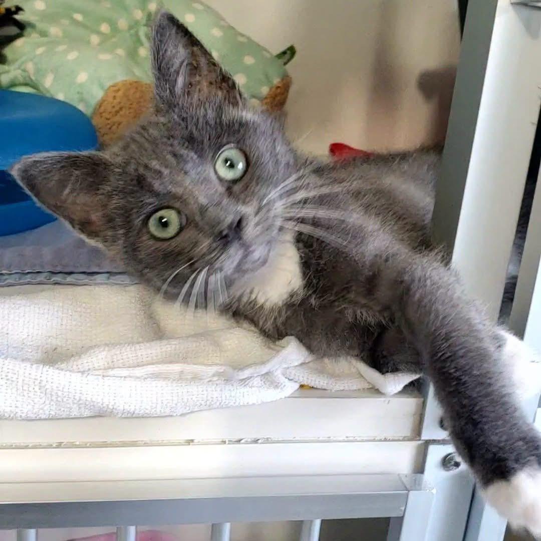 Earl, adopted, Kitten Male Domestic Short Hair.