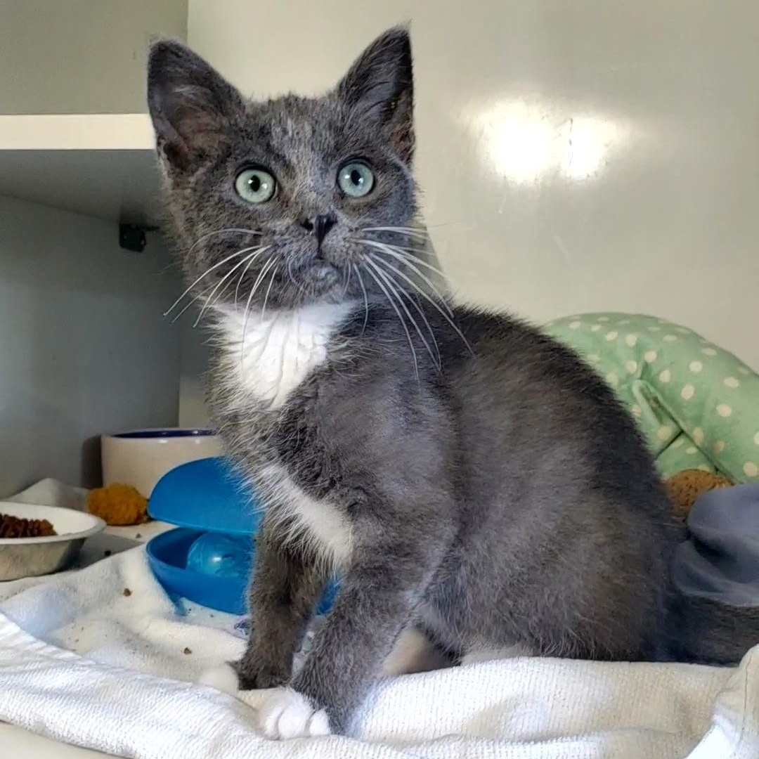 Enlarge Earl, an adopted Domestic Short Hair in Hutchinson, MN image 2/3