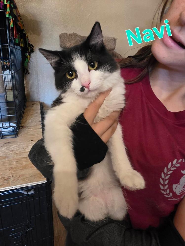 Enlarge Navi, a Adoptable Domestic Long Hair in Yuma, AZ image 1/1