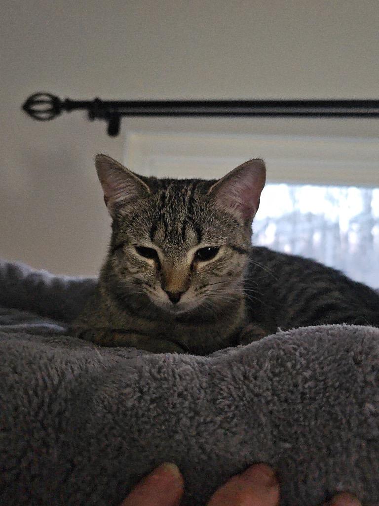 Mist, Adoptable, Kitten Female Domestic Short Hair.