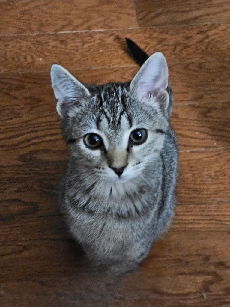 Enlarge Mist, a Adoptable mixed breed in Fort Oglethorpe, GA image 2/2