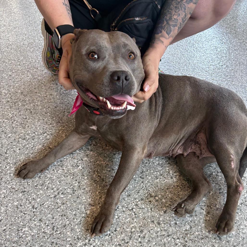 Ellie Sparkles, Adoptable, Adult Female Staffordshire Bull Terrier & Mixed Breed.