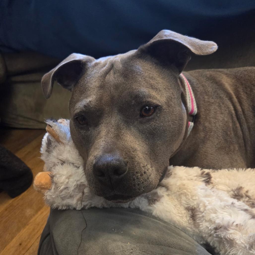 Ellie Sparkles, a Adoptable mixed breed in Ferndale, MI image 2/6