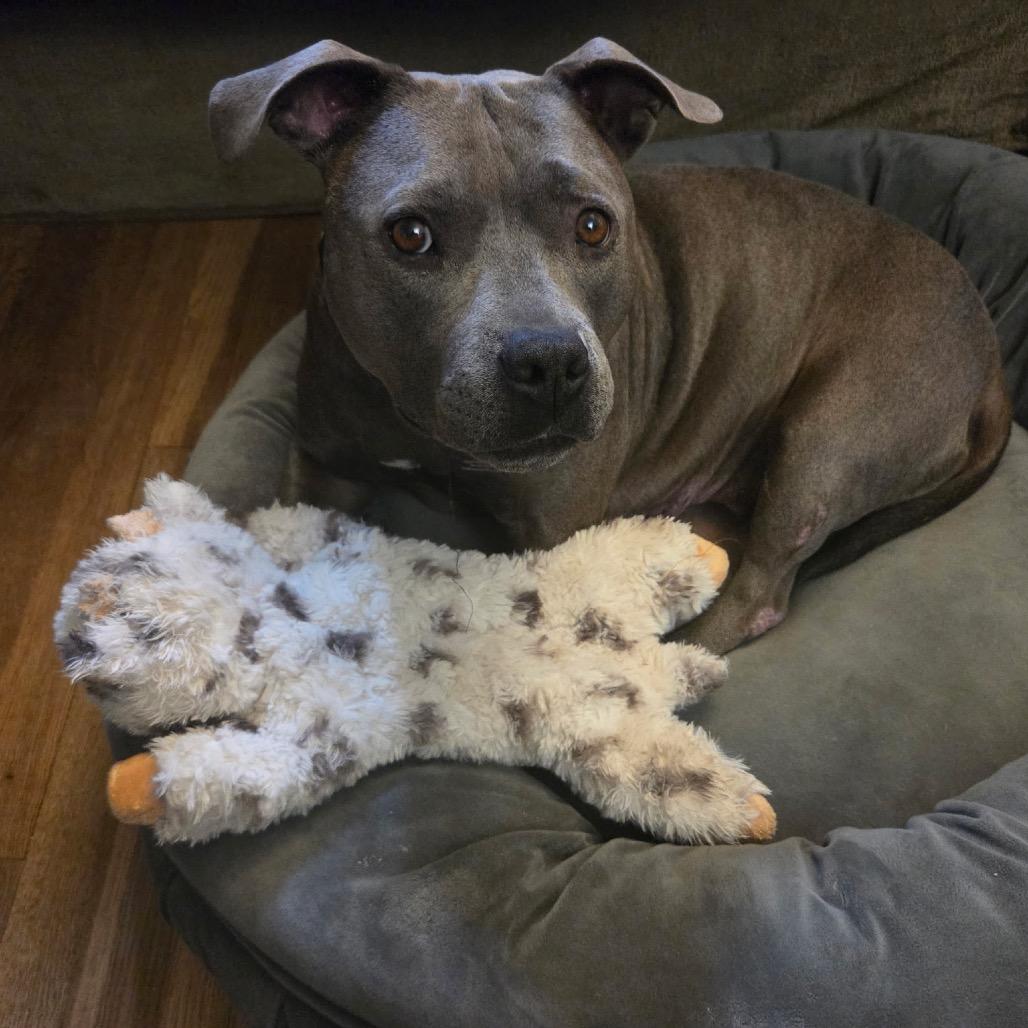 Ellie Sparkles, a Adoptable mixed breed in Ferndale, MI image 3/6