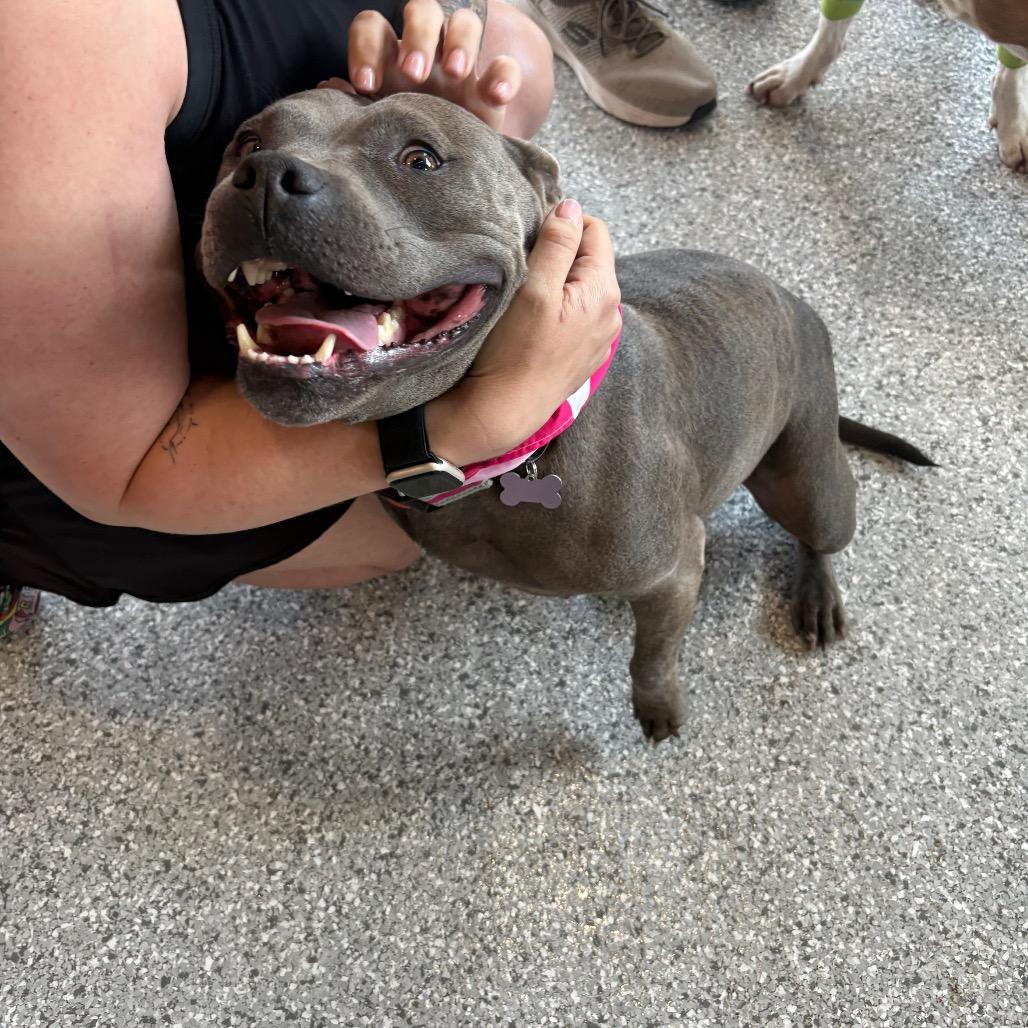 Ellie Sparkles, a Adoptable mixed breed in Ferndale, MI image 4/6