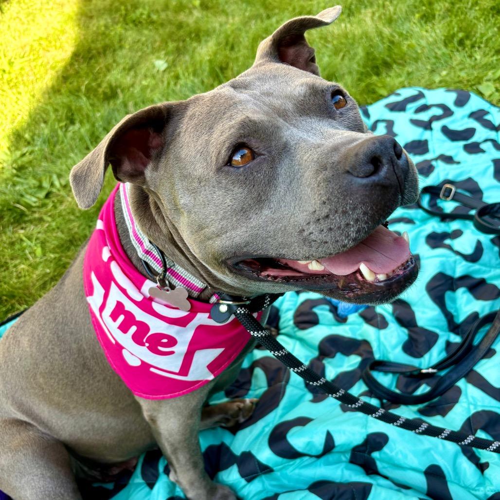 Ellie Sparkles, a Adoptable mixed breed in Ferndale, MI image 5/6
