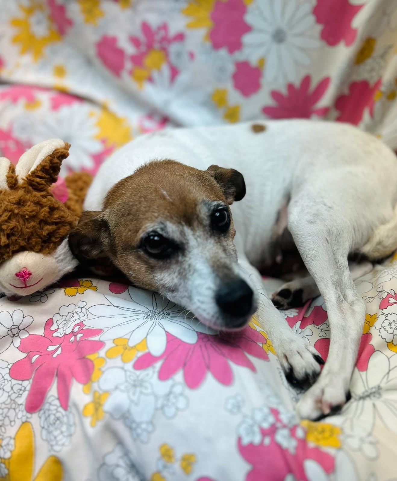 Winnie, a Adoptable Rat Terrier image 1/3