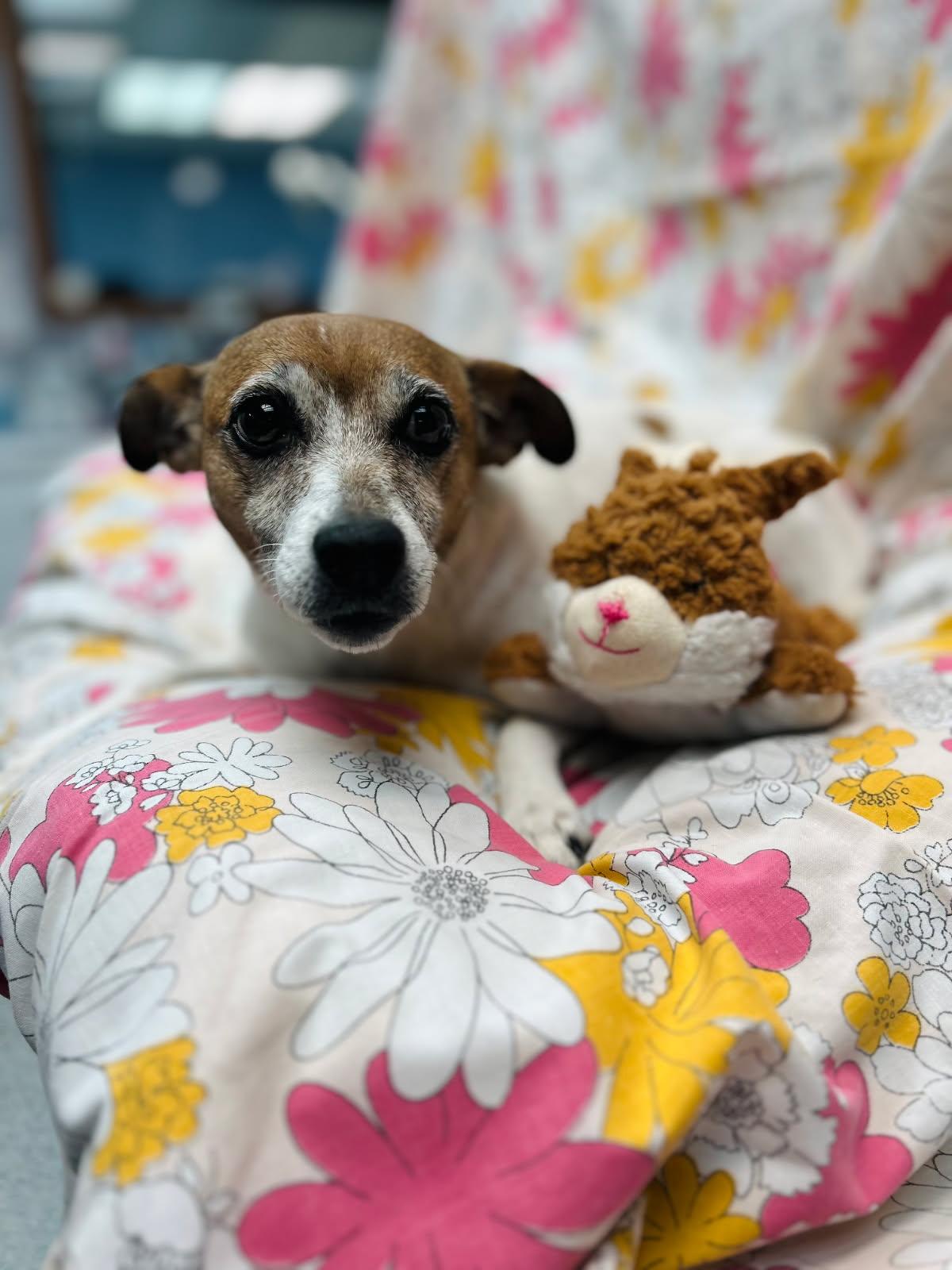 Winnie, a Adoptable Rat Terrier image 2/3