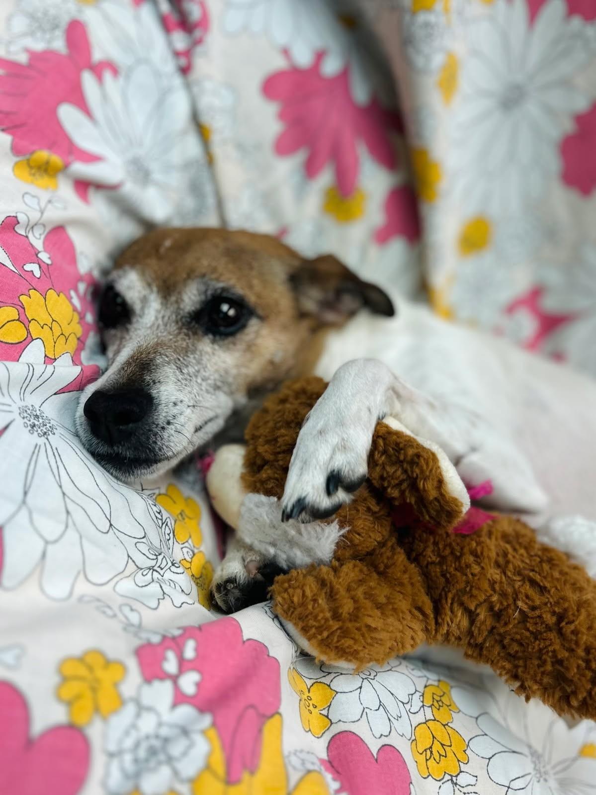 Winnie, a Adoptable Rat Terrier image 3/3