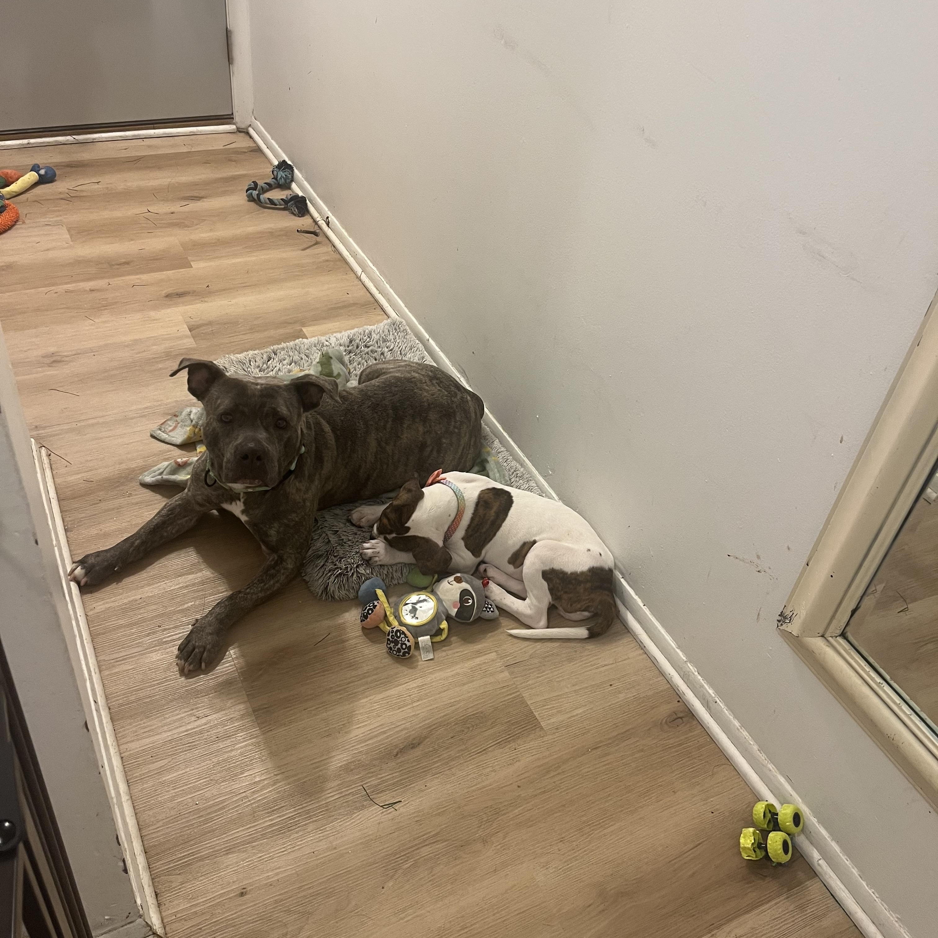 Kiwi, an adoptable mixed breed in Pleasant Ridge, MI image 5/5