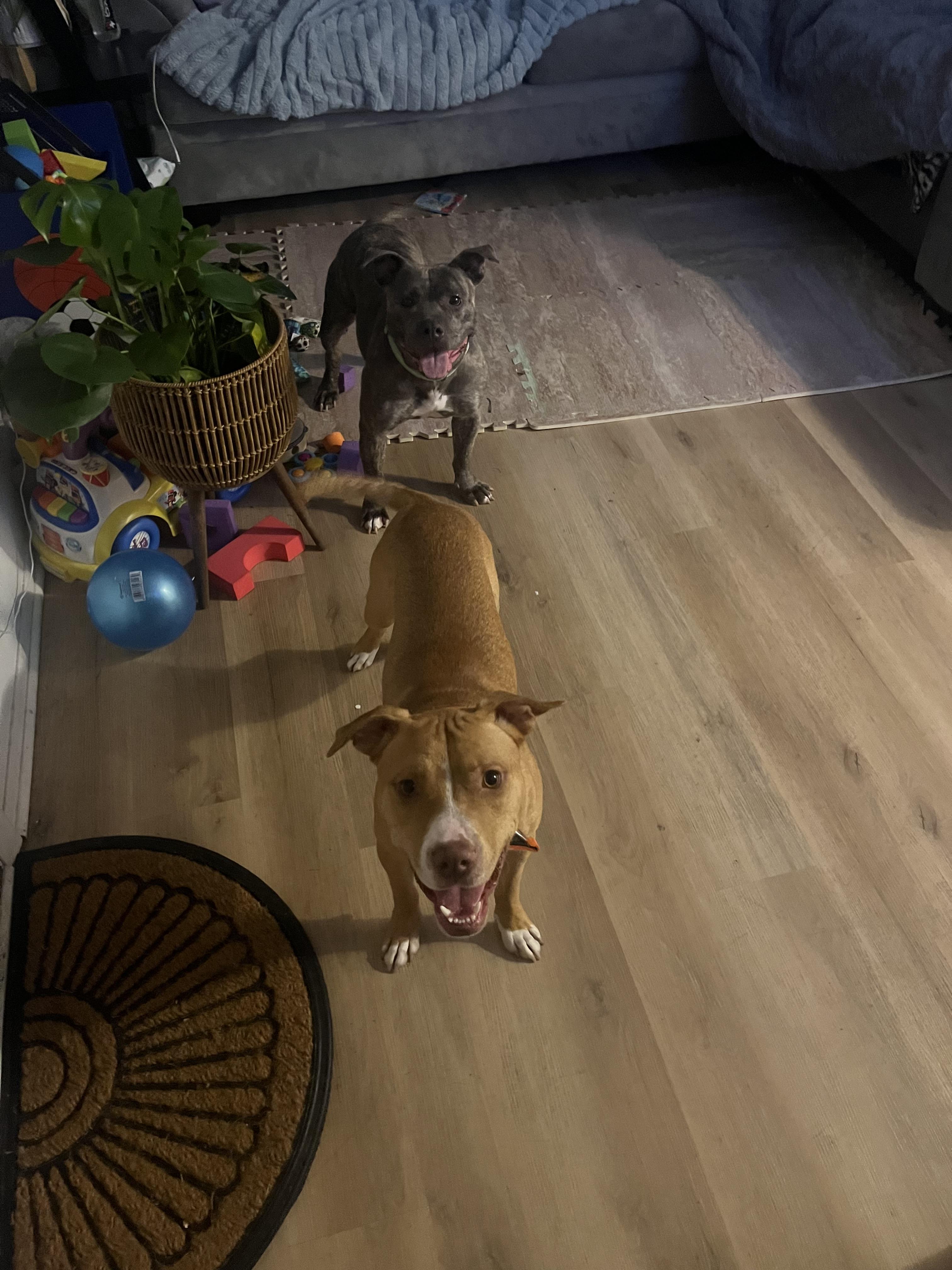 Kiwi, an adoptable mixed breed in Pleasant Ridge, MI image 2/5